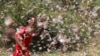 A girl attempts to fend off desert locusts as they fly in a farm on the outskirt of Jijiga in Somali region, Ethiopia, Jan. 12, 2020.