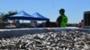 Getting to the Bottom of a Fish Die-Off in Southern California