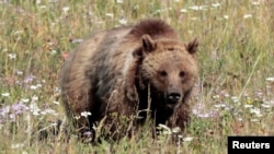 Seekor beruang di Yellowstone National Park, Wyoming (Foto: dok). 