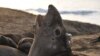 Study: Elephant Seals Do a Lot of Work to Stay Fat 