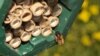 La disparition des abeilles aux Etats-Unis s'accélère 