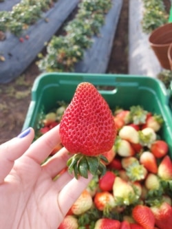 La empresaria Sara Rodríguez cosecha fresas en Colombia.
