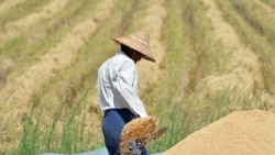 သတ်မှတ်တန်ချိန်ပြည့်လို့ အရန်ဆန်ဝယ်ယူမှု ယာယီရပ်ဆိုင်း