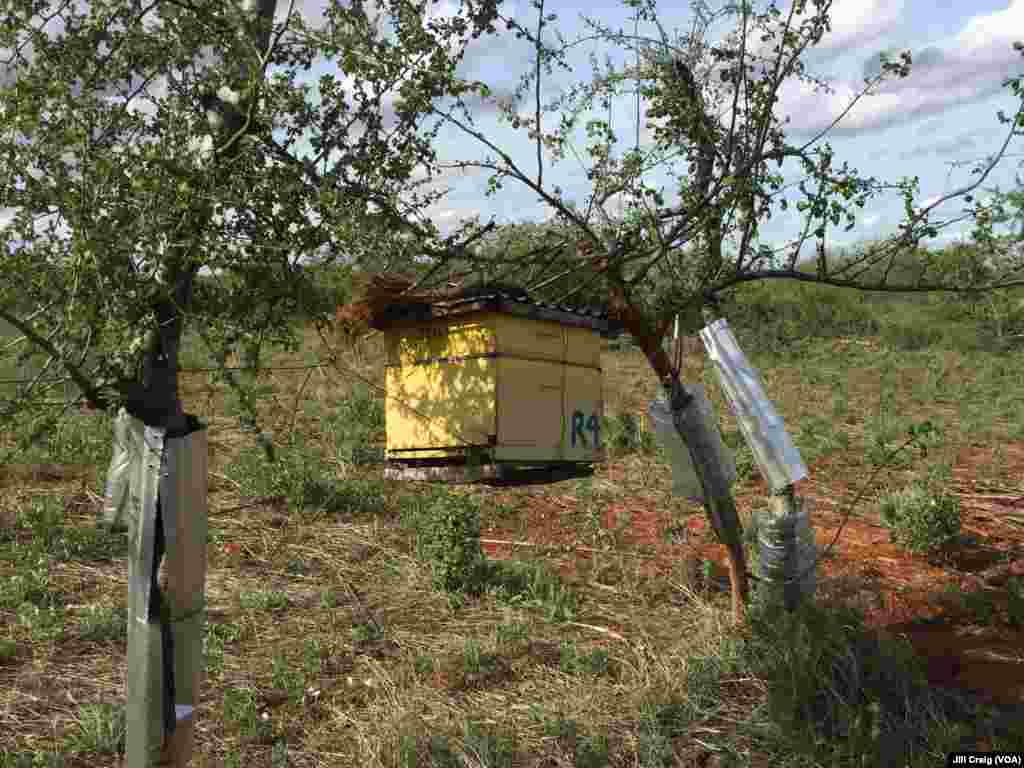 One of the hives that make up a beehive fence at Charity Mwangome's farm in Taita-Taveta area of Kenya, April 19, 2016.