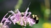 Expressions From the World of Bugs