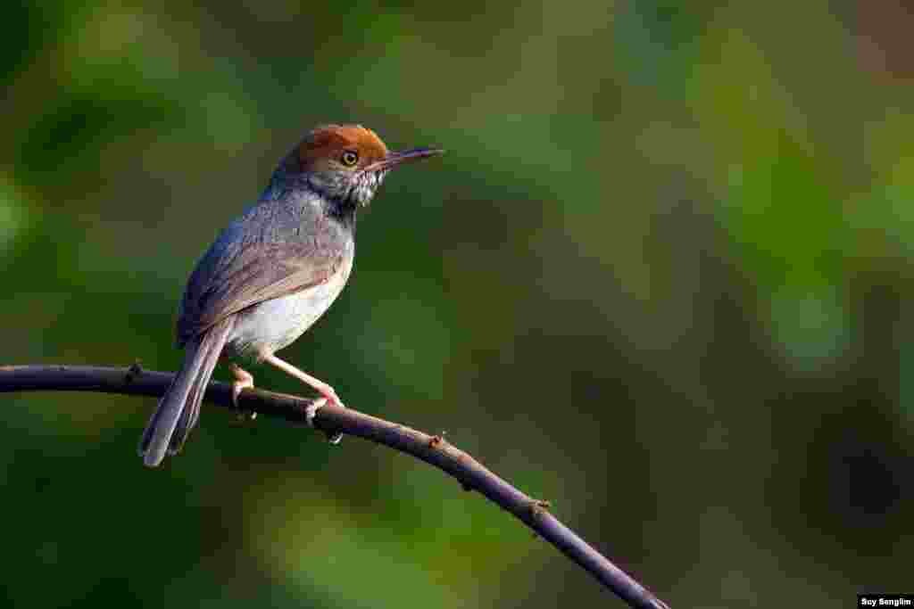 A new species to the world of tailorbirds was discovered in 2009 in the city of Phnom Penh by Simon Mahood of Wildlife Conservation Society Cambodia. (Photo by Suy Senglim)