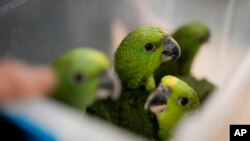 Loros de nuca amarilla jóvenes son transportados en una tina de plástico en la Fundación del Conservatorio de Especies Raras en Loxahatchee, Florida. (Foto AP/Rebecca Blackwell)