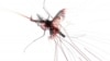 Culex Mosquito Flight Mechanism