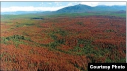 Tree Deaths Linked to Climate Change 