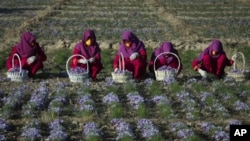 زنان هراتی مصروف زراعت زعفران