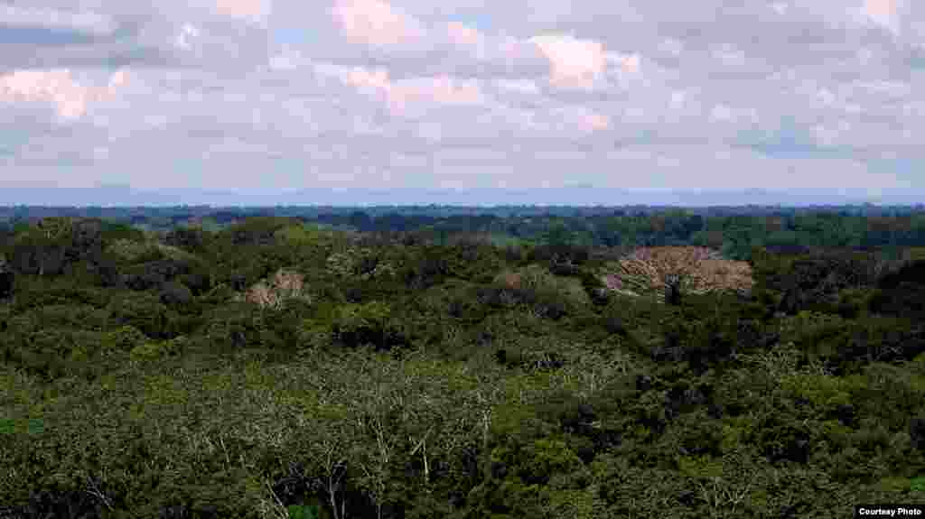 Studi pertama proyek Carnegie Institution Spectranomics mengumpulkan dan menganalisa dedaunan dari 3.560 kanopi atau tutup pohon di 19 hutan di Peru, termasuk dataran rendah ini. (Greg Asner)