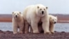 Hotter Seas Threaten Marine Wildlife with Extinction, Researchers Say