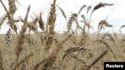 FILE - The crop is seen in a wheat field ahead of yearly harvest near Moree, Australia, October 27, 2020. (REUTERS/Jonathan Barrett/File Photo)

