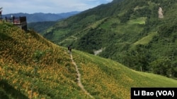 夏天是台东县金针山上鲜花盛开的季节（美国之音记者黎堡摄）