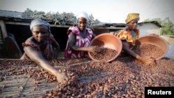 Des femmes d'une ferme ramassent des graines de cacao à Djangobo, Niable, en Côte d'Ivoire, le 17 novembre 2014. (Reuters/ Thierry Gouegnon)