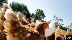 McDonald's anunció en marzo que dejará de ofrecer carne de gallinas criadas con antibióticos de uso humano.