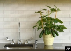 This image provided by PanAmerican Seed shows a Kitchen Mini Quick Snack miniature cucumber plant growing indoors on a kitchen counter. (PanAmerican Seed)
