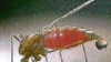 Pharmaceutical Giant Shares Research to Boost Malaria Fight