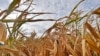 Estudio: el cambio climático no ocurrirá mañana