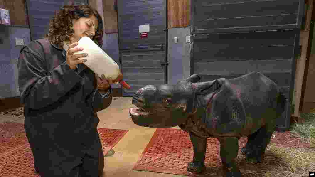 Sur cette photo fournie par le zoo de San Diego Safari Park, un bébé rhinocéros de 3 semaines à une corne de veau est allaité à d'un bibéron par une gardienne au zoo de San Diego Safari Park.