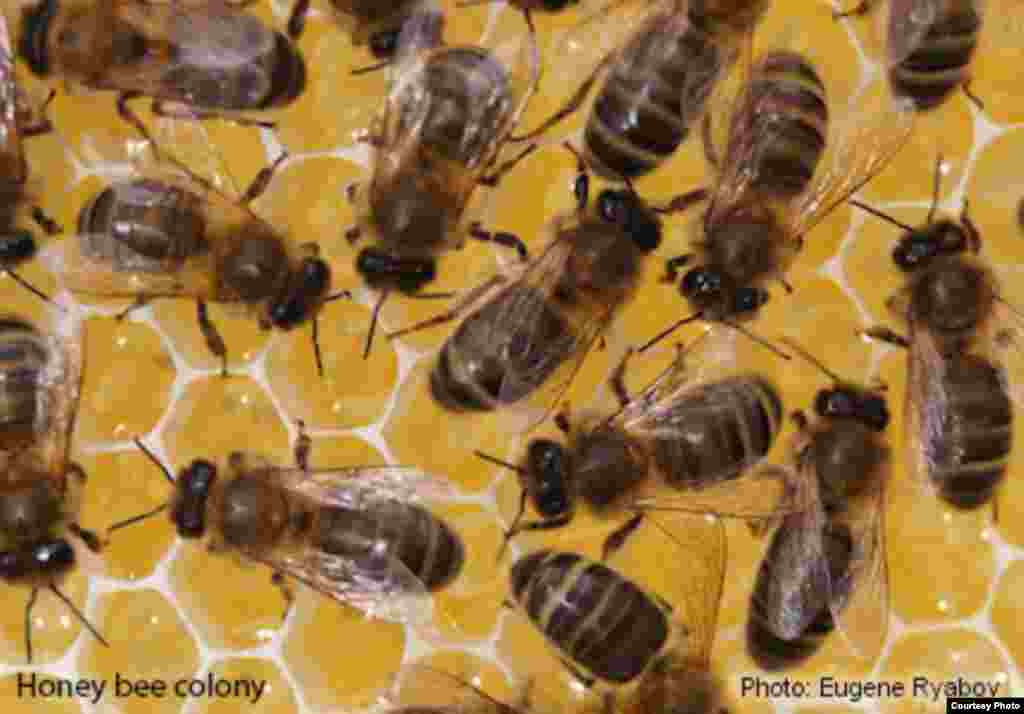 Lebah madu, yang memproduksi madu dan menyerbuki tanaman, terancam parasit dan patogen jamur dan virus, serta perluasan lahan. (Foto: Eugene Ryabov)