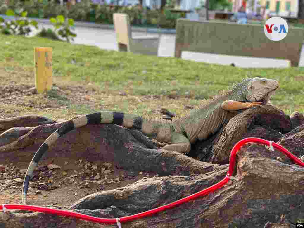 Un grupo de iguanas forman parte de unos de los grandes atractivos de la Plaza Parque del Centenario, en Ciénaga.