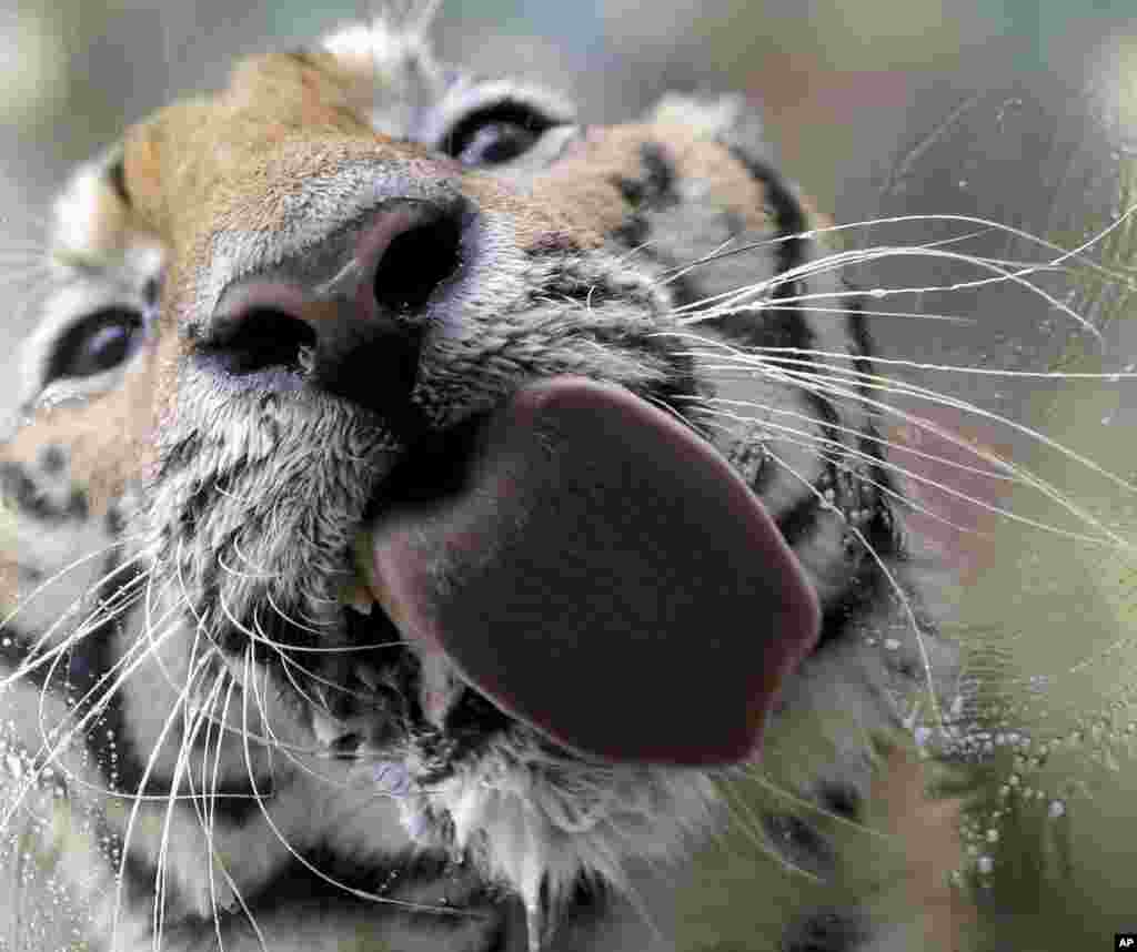 A Bengal tiger named "Pnoy" licks the glass cage as he takes a bath at Malabon Zoo in Malabon city, north of Manila, Philippines.
