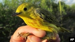 ARSIP – Foto burung Yellow Warbler di Nome, Alaska yang diambil pada 18 Juni 2016 (foto: Rachel M. Richardson/U.S. Geological Survey via AP)