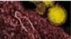 Corona Virus 