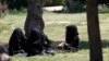 IS Fighter Executes His Mother in Syrian Town Square