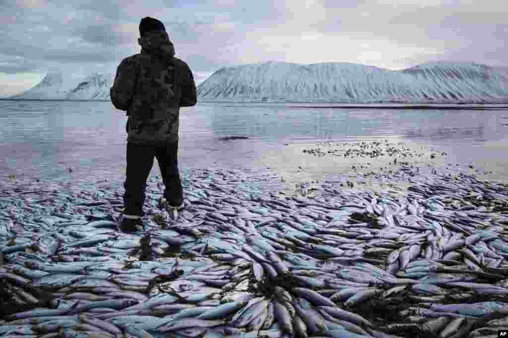 Ikan herring bernilai ekspor miliaran dolar terlihat mengambang mati untuk kedua kalinya dalam dua bulan, di Kolgrafafjordur, sebuah tebing curam di bagian utara semenanjung Snaefellsnes, bagian barat Islandia.