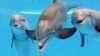 Dolphins Use Whistles to Call Each Other by Name