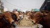 Sapi jantan dipajang di pasar ternak tempat orang membeli hewan kurban menjelang perayaan Iduladha di Sanaa, Yaman, 8 Agustus 2019. Seorang perempuan Pakistan menjual hewan kurban secara daring di tengah pandemi. (Foto: REUTERS/Mohamed al-Sayagh)
