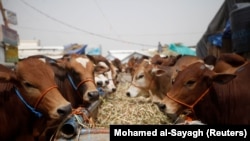 Sapi jantan dipajang di pasar ternak tempat orang membeli hewan kurban menjelang perayaan Iduladha di Sanaa, Yaman, 8 Agustus 2019. Seorang perempuan Pakistan menjual hewan kurban secara daring di tengah pandemi. (Foto: REUTERS/Mohamed al-Sayagh)