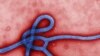 Kenya Reports Suspected Ebola Fatality
