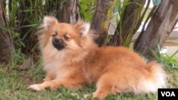 Austin, un Pomerania de diez meses que vive en Brasília y cada día aporta su pequeña participación a los grandes números.