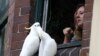 Parrots Plague Australian City