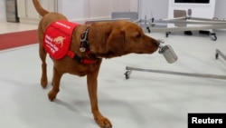 Medical Detection Dogs trainer Rob Harris (not pictured) runs a training exercise with dog Florin. Medical Detection Dogs is looking into whether man's best friend could play a role in preventing the spread coronavirus disease (COVID-19)