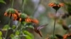 Mountain Birds on ‘Escalator to Extinction' as Planet Warms