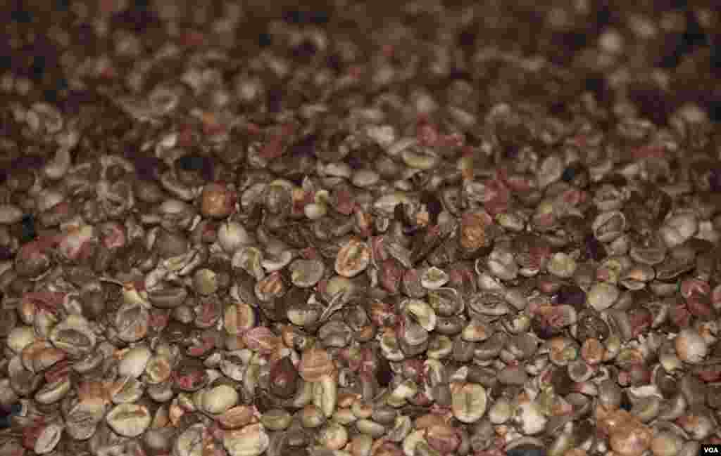 Beans being sorted and cleaned at the factory. (D. Schearf/VOA)