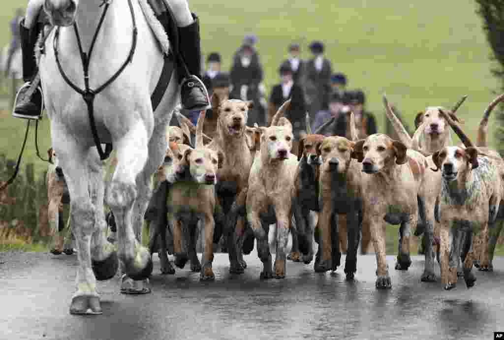 A view of riders and hounds as they take part in the Kennels Lanarkshire & Renfrewshire meet, in Houston, Scotland.