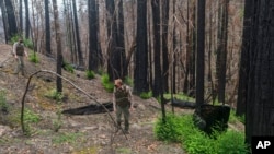 FILE - California State Parks District Superintendent Chris Spoher, center, walks through Big Basin Redwoods State Park in Boulder Creek, Calif., Thursday, April 22, 2021. (AP Photo/Nic Coury)