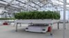 California Startup Uses Robots in Greenhouses to Grow Crops