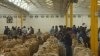 Zimbabwe’s Tobacco Production Up, Faces Challenges 