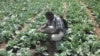 Aboubacar Sidy Sonko, sur le terrain à RAO, nord du Sénégal, le 31 janvier 2013.