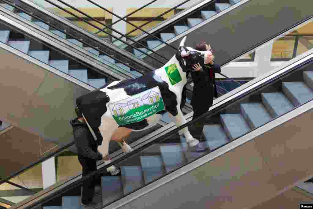 Dua pria membawa boneka sapi menaiki eskalator dalam persiapan untuk acara pameran makanan &#39;Ramah Lingkungan&#39; (Green Food) di Berlin, Jerman. 