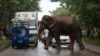 4 Gajah Mati Ditabrak Kereta Penumpang di Assam, India