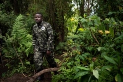 Biologist Jean Paul Hirwa walks down a trail to observe mountain gorillas in the Volcanoes National Park, Rwanda, Sept. 2, 2019.