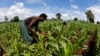 FILE - Subsistence farmers work their field of maize after late rains near the capital Lilongwe, Malawi, Feb. 1, 2016. 