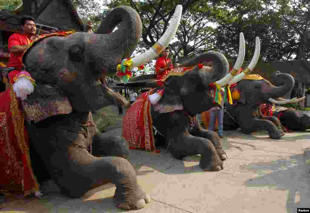 Perayaan Hari Gajah Nasional di kota Ayutthaya, Thailand. 